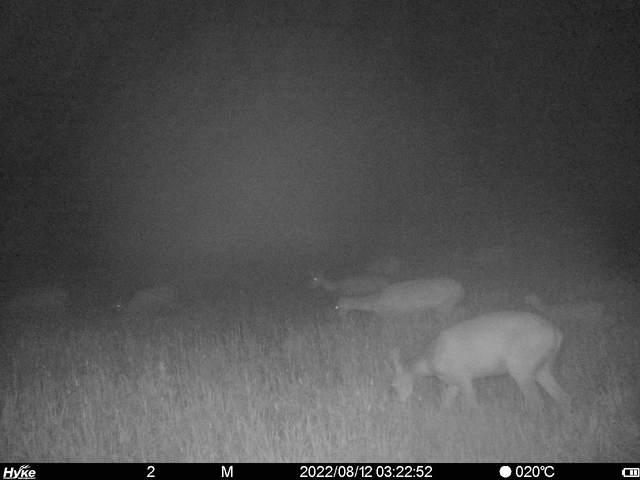 夜間に撮影されたシカの群れ