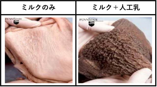 写真1　人工乳給与による絨毛発達の違い（ペンシルベニア大学HP　http://www.das.psu.edux.htmlより引用）
