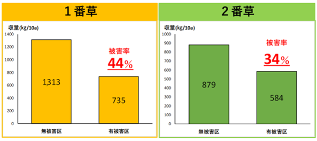 図1収量調査結果