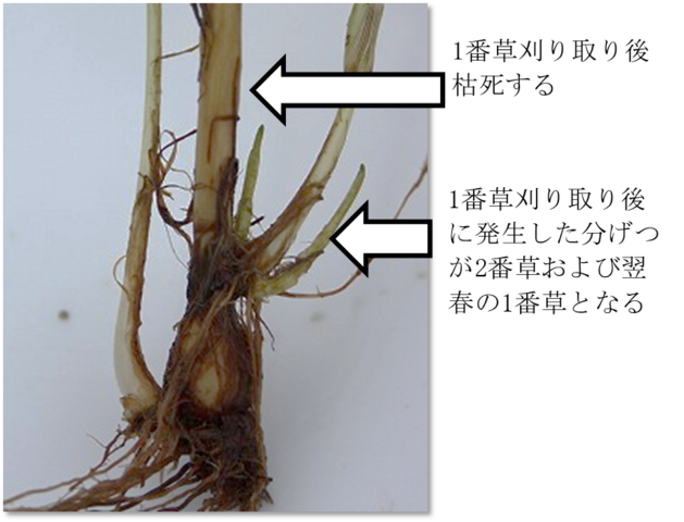 チモシーの有穂茎の写真