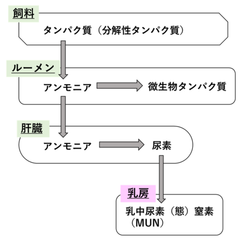 図1MUNの合成経路
