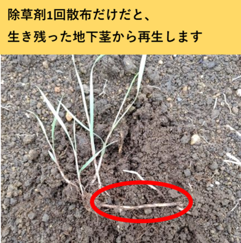 地下茎から再生したシバムギ