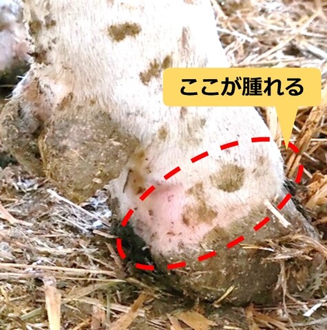 蹄冠が腫れている写真