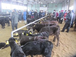 根室市場で子牛の調査